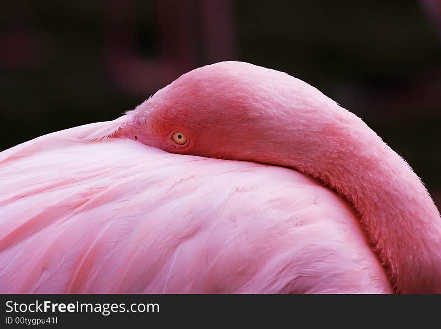 A Pink Flamingo in the zoological garden of Basel