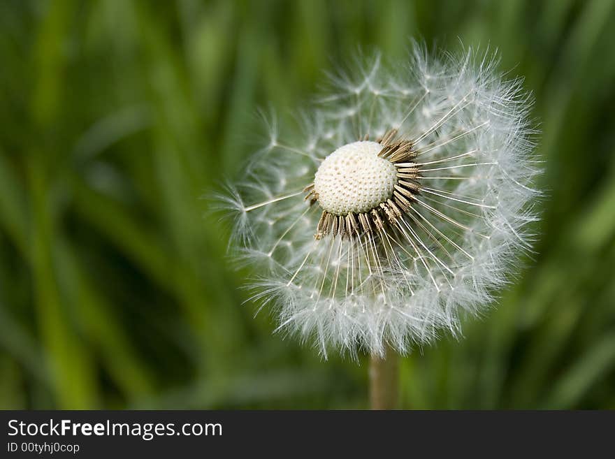 Half-blown blowball in front of the grass