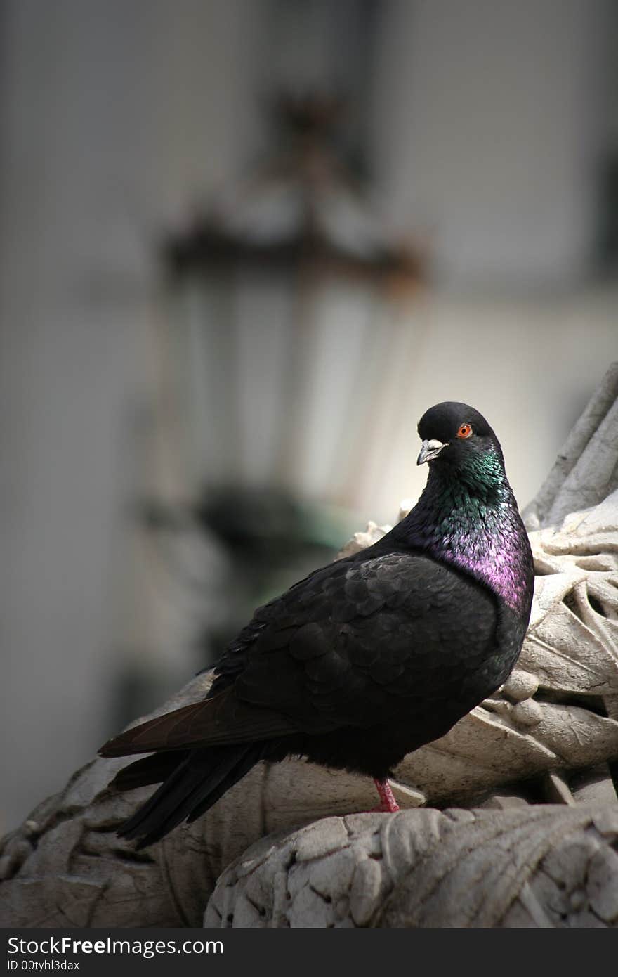 Pigeon