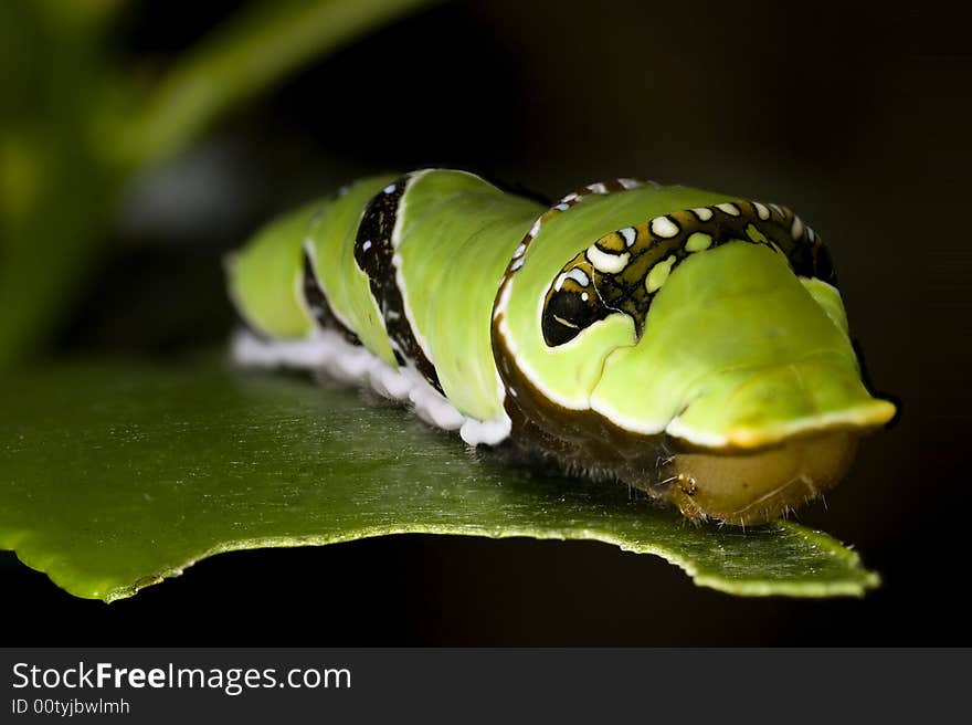 A macro close-up photograph of a caterpillar on a leaf which it is eating. A macro close-up photograph of a caterpillar on a leaf which it is eating