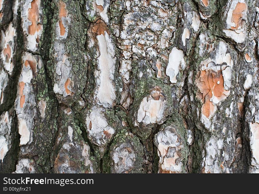 Close up photo of pine tree. Close up photo of pine tree