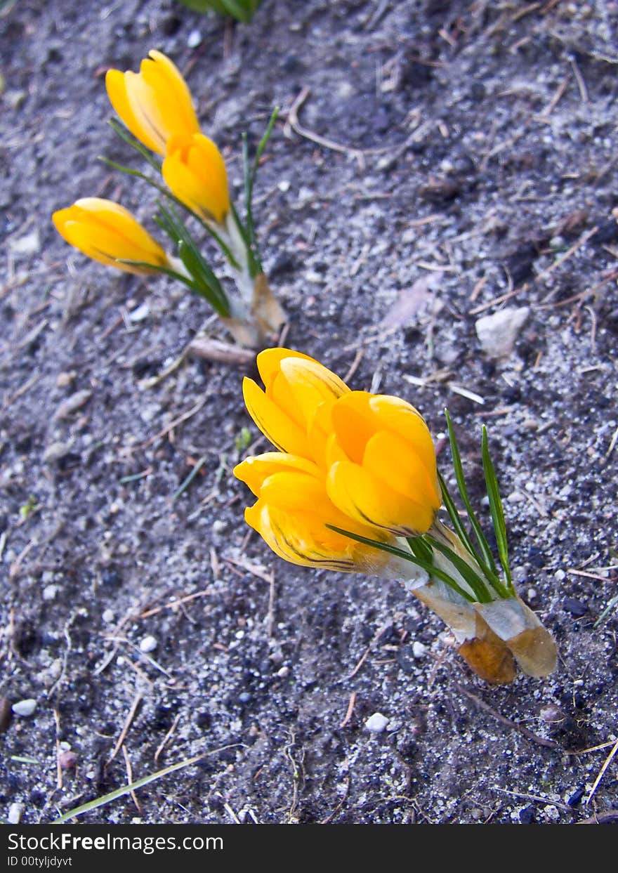 Yellow flowers