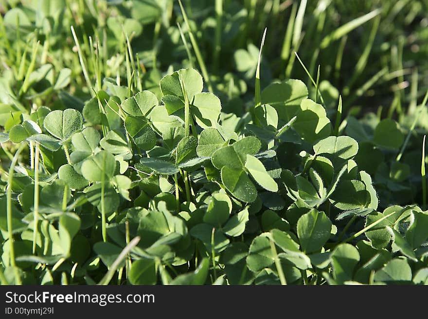 Shamrock for happy st patrick day