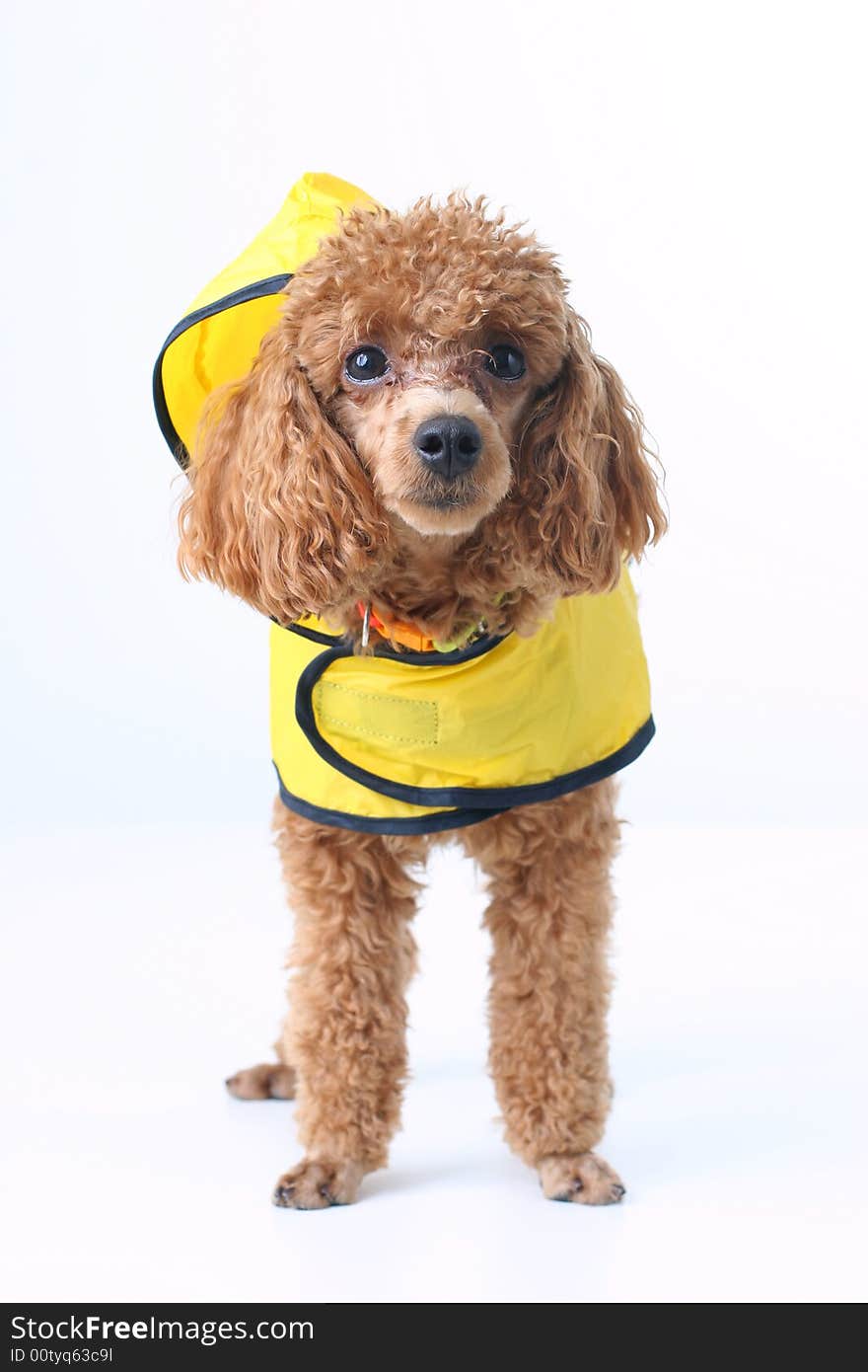 Toy brown poodle in a yellow rain coat