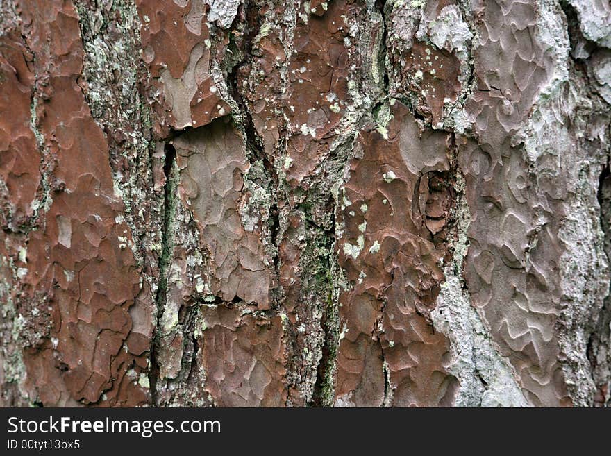 Bark Of A Tree.