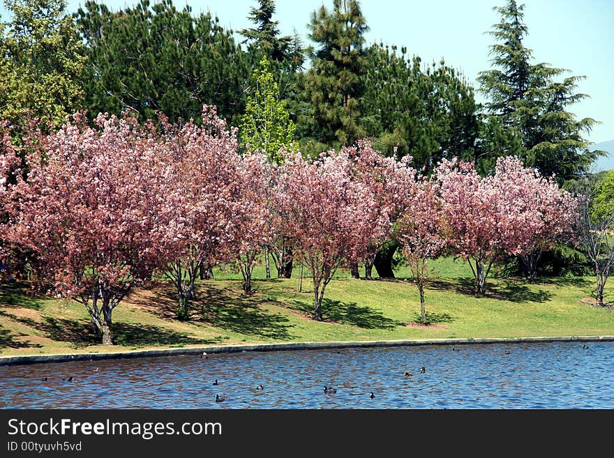 Cherry blossom at the park