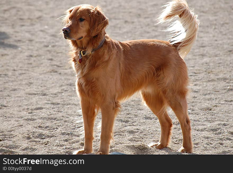 Golden Retriever