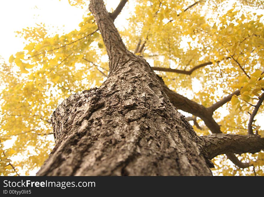 Maidenhair tree