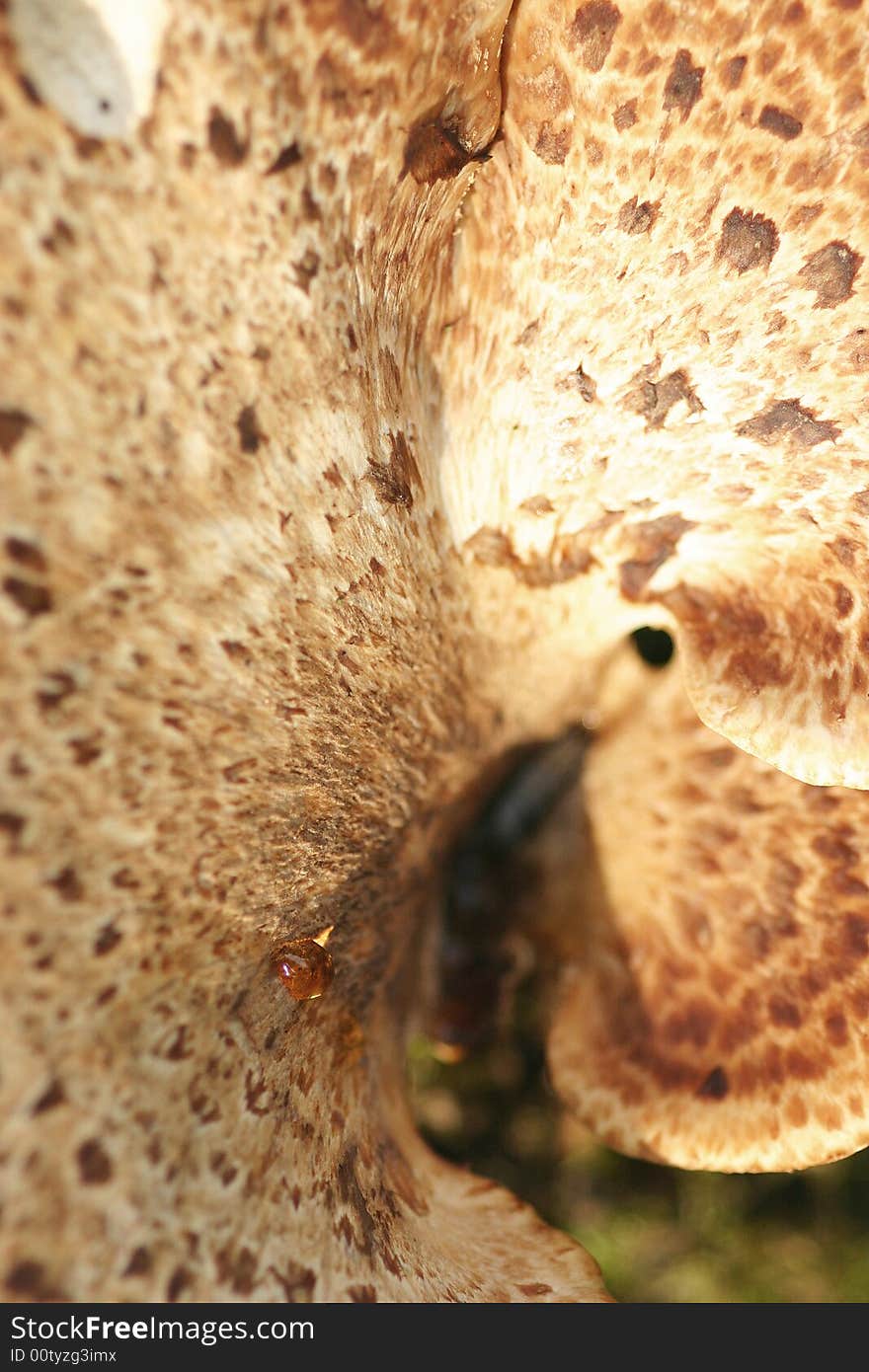 Mushroom macro shot. Nature backgrounds. Mushroom macro shot. Nature backgrounds.