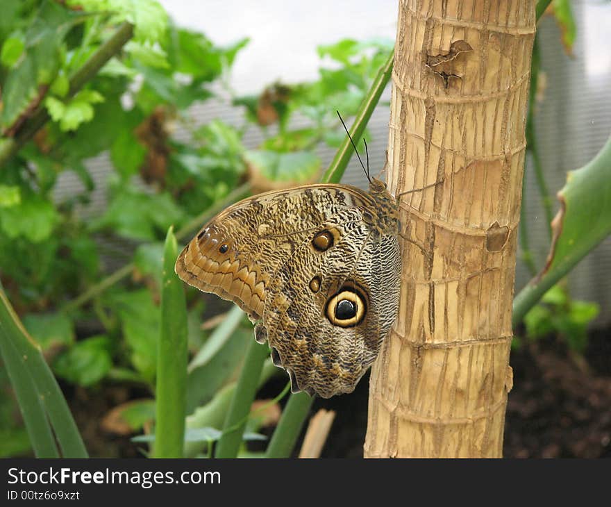 Butterfly resting on a tree