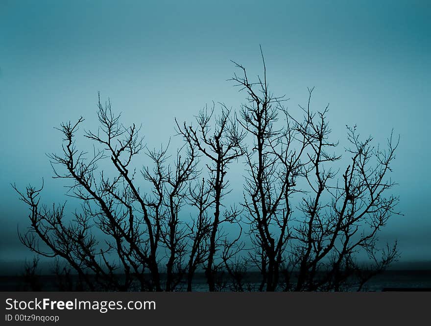 Tree in mist.Foggy tree.Early Morning Fog.Trees in the fog of an autumn day.picsvet.com. Tree in mist.Foggy tree.Early Morning Fog.Trees in the fog of an autumn day.picsvet.com