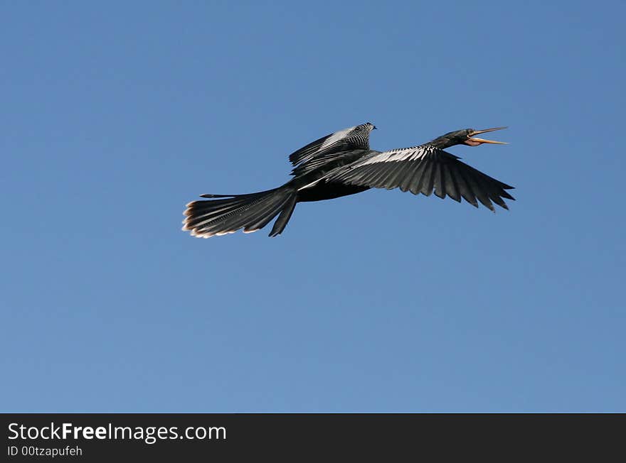 An anhinga flying high in the sky. An anhinga flying high in the sky