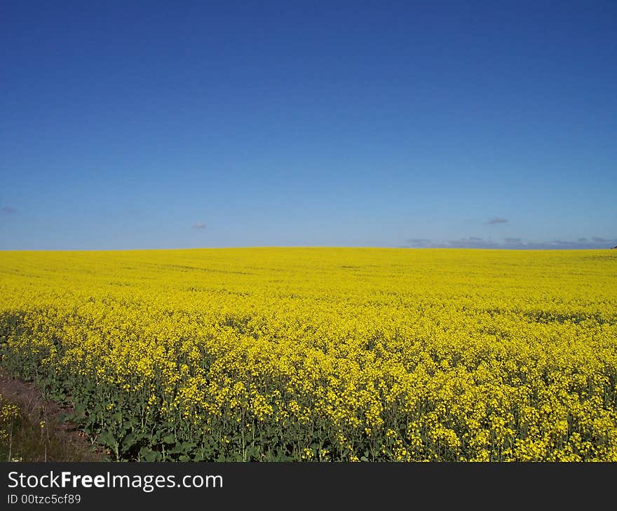 Canola Field