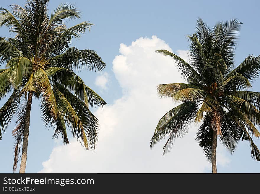 A view looking upwards at two palms and cloudy sky. Horizontal perspective. Space for custom text between tree-tops. A view looking upwards at two palms and cloudy sky. Horizontal perspective. Space for custom text between tree-tops.