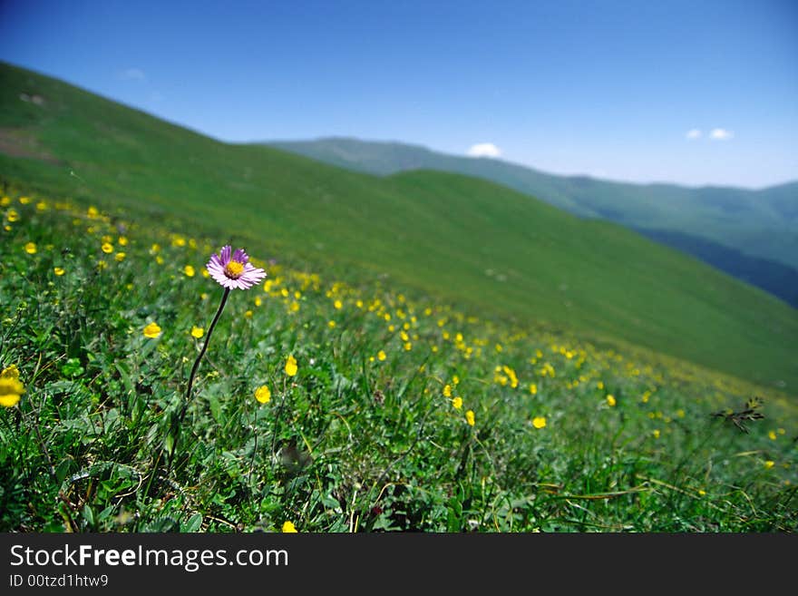 Wild flowers in the meadow, landscpe of wutaishan mountain. Wild flowers in the meadow, landscpe of wutaishan mountain