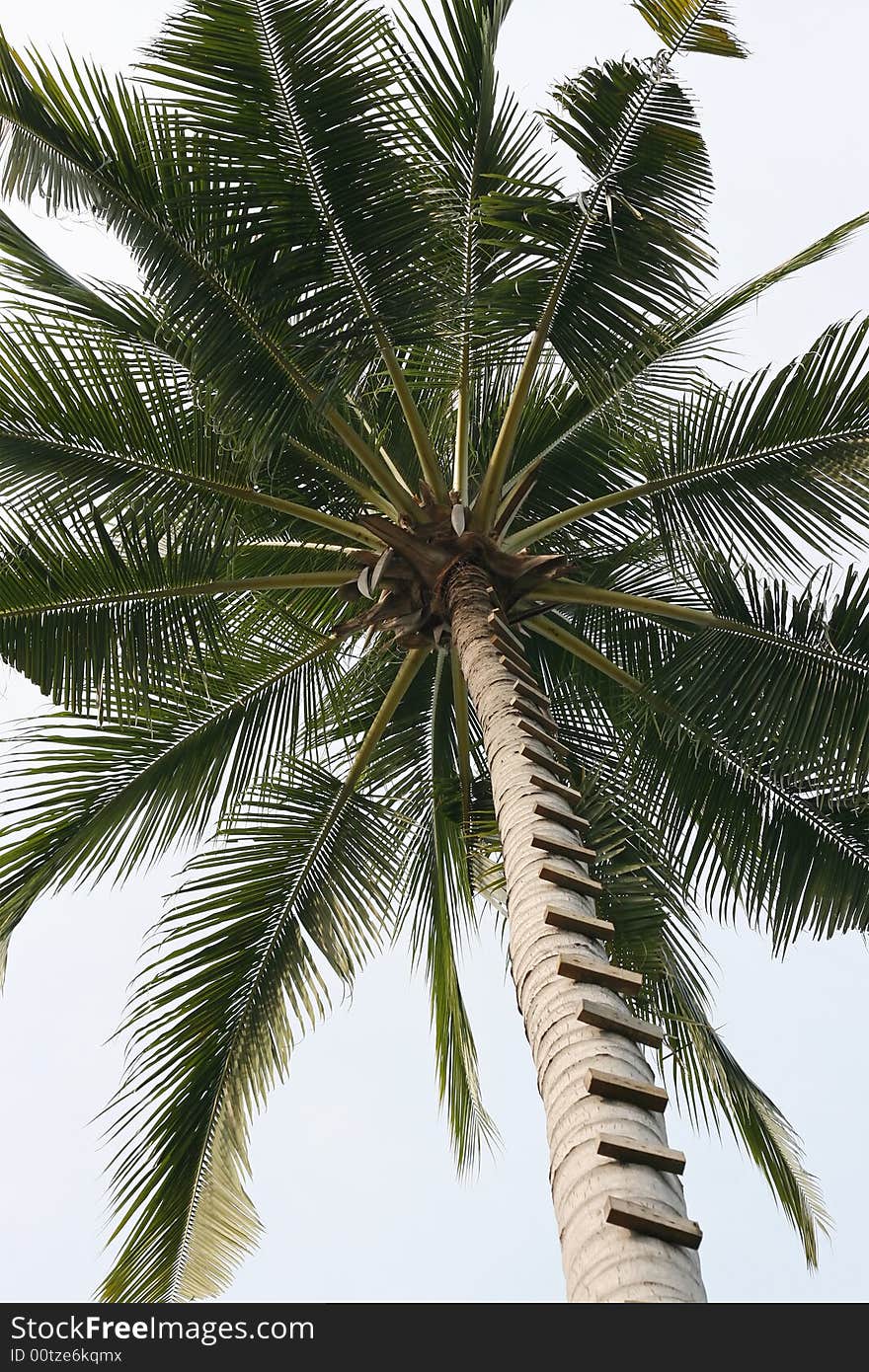 Palm tree-top with the trunk adjusted to serve as a ladder. Upwards view. Focus on the center of the tree-top, cloudless sky in the background. Uprise concept. Palm tree-top with the trunk adjusted to serve as a ladder. Upwards view. Focus on the center of the tree-top, cloudless sky in the background. Uprise concept.