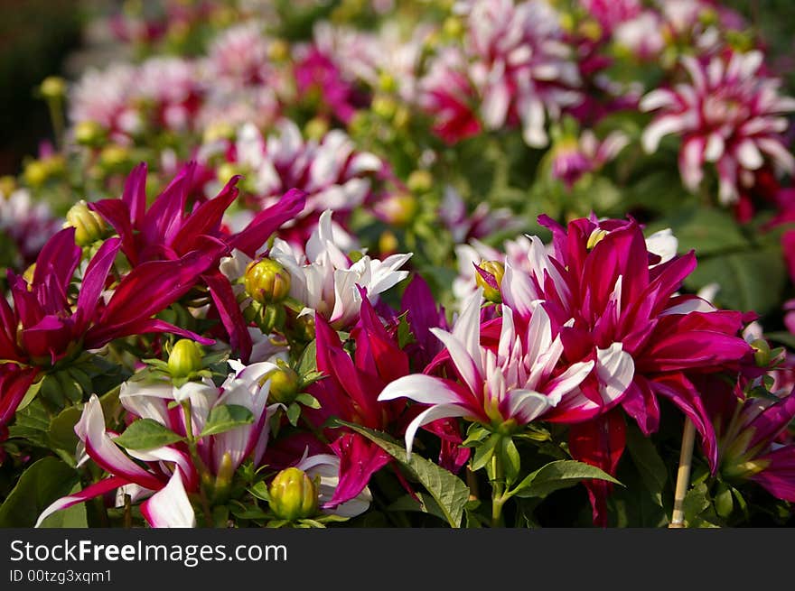 Daisy in the Guangzhou Spring Festival market chr..