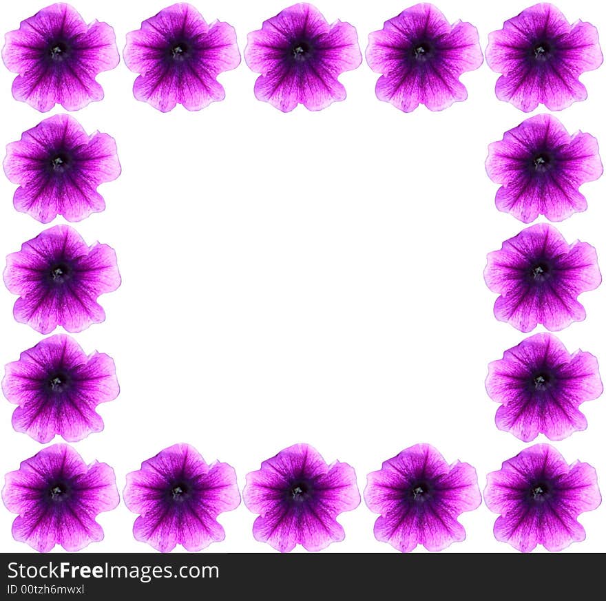 Spring border petunias isolated on a white background