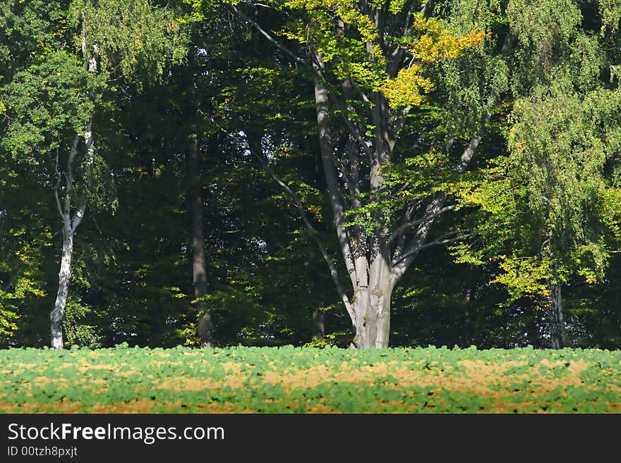 Trees with yellow leaves