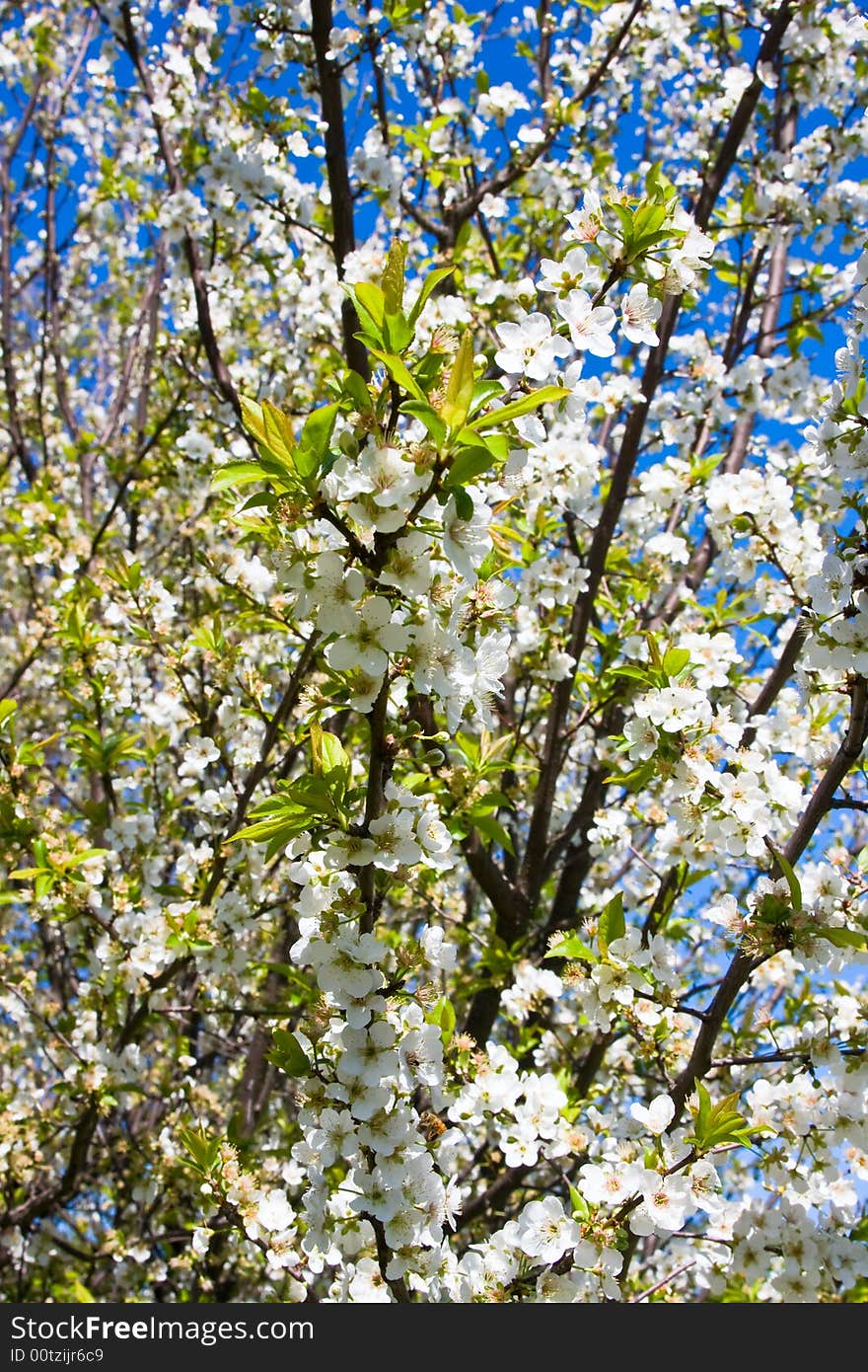 A flowering plum tree in spring. A flowering plum tree in spring