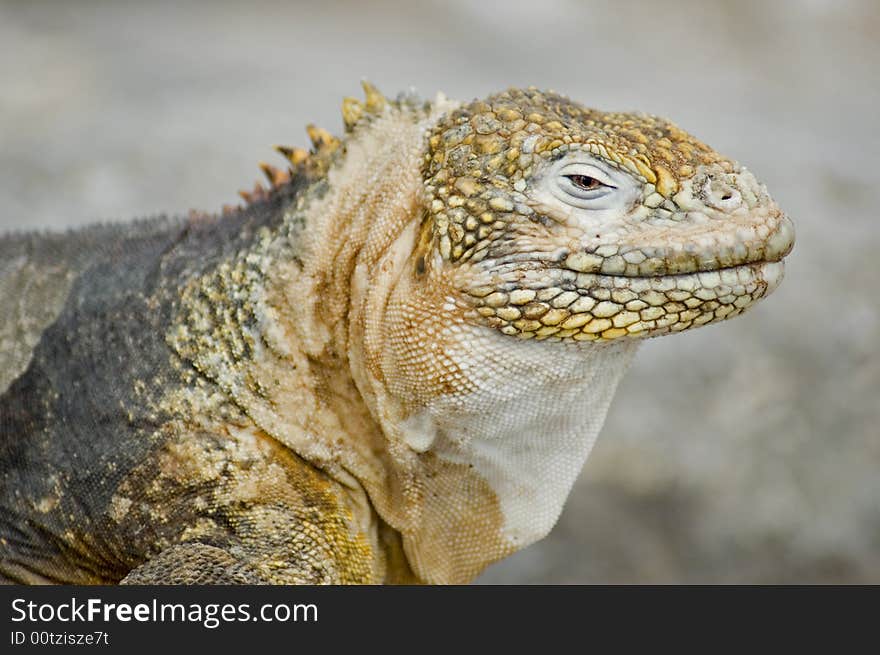 Land Iguana