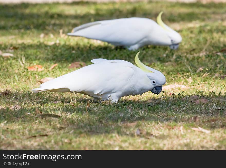 Sulphur Crested Cockatoos