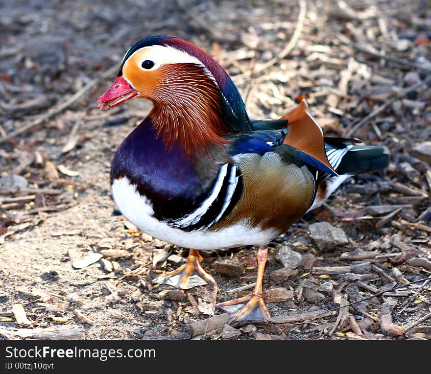 Side view of a exotic mandarin duck. Mandarin duck symbolize good faith to lover in Orient.