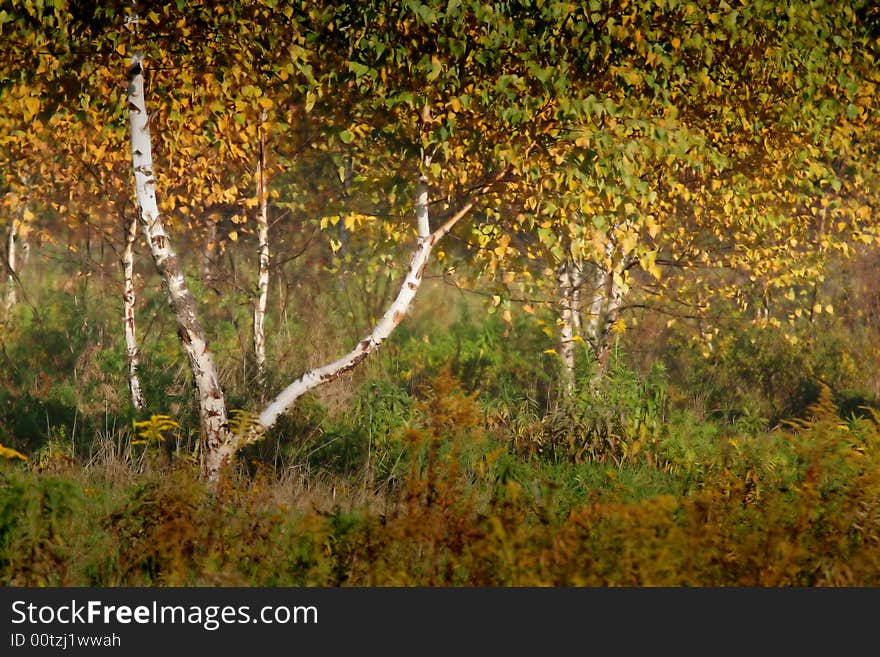 Birches and grass in the autumn day