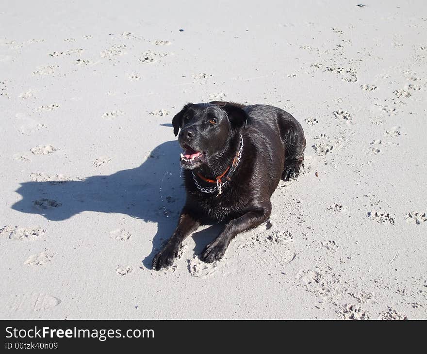 Black Labrador enjoying playful time on beach. Black Labrador enjoying playful time on beach