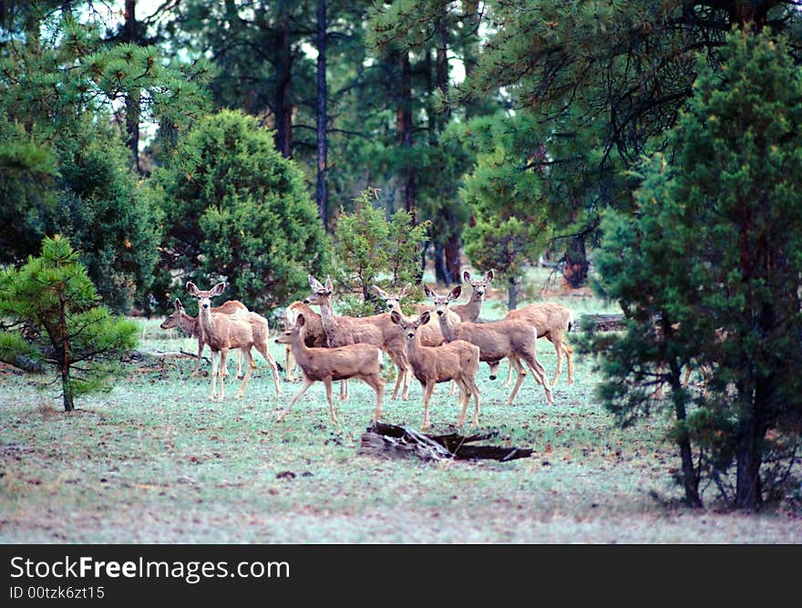 Herd of whitetail deer