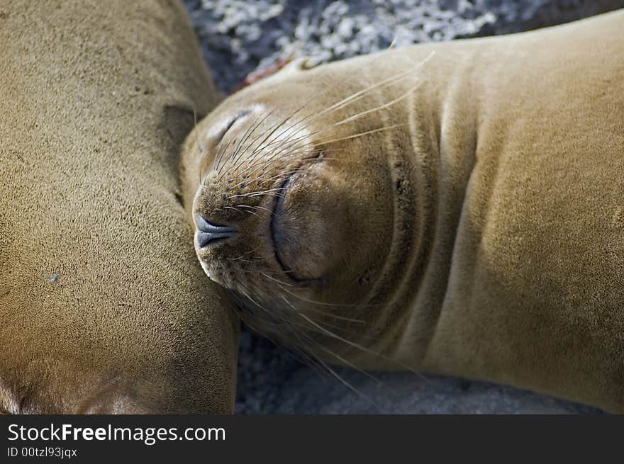 Sleeping Sea Lion, Galapagos Islands, Ecuador