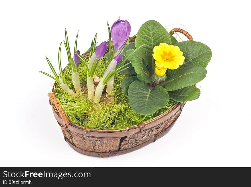 Violet crocuses and yellow primrose in a pot