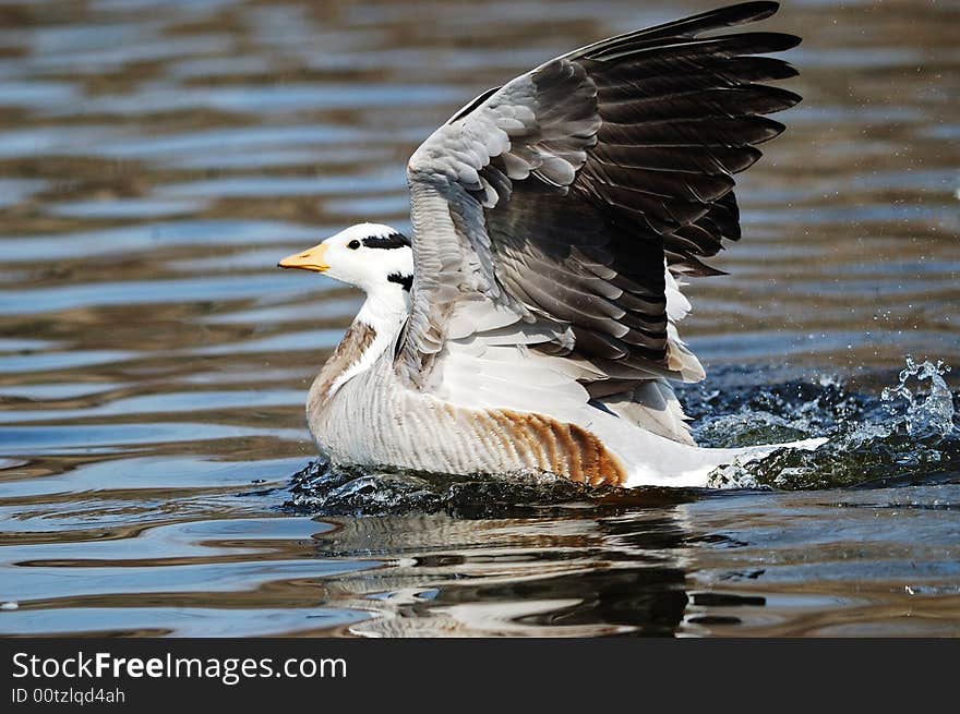 The wild goose comfortably outspread its wings on water surface.