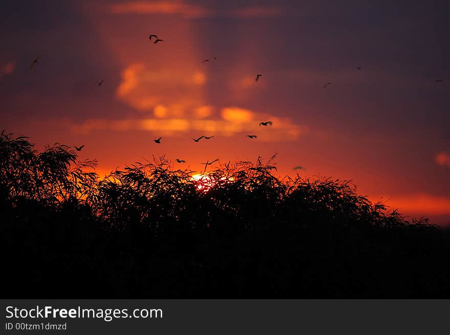 Sunset and homing birds