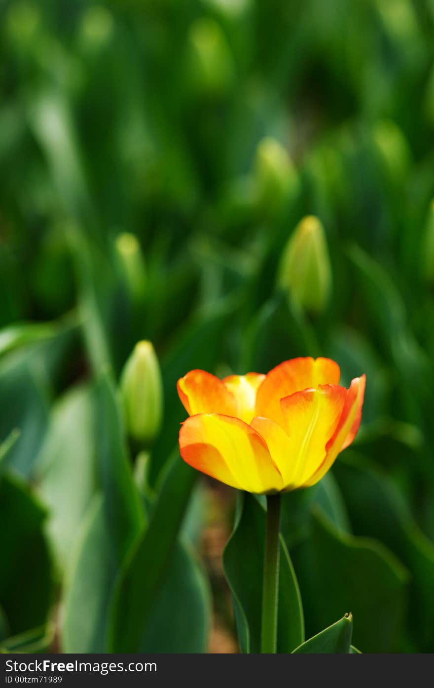 Isolated orange tulip bloom in the flowerbed