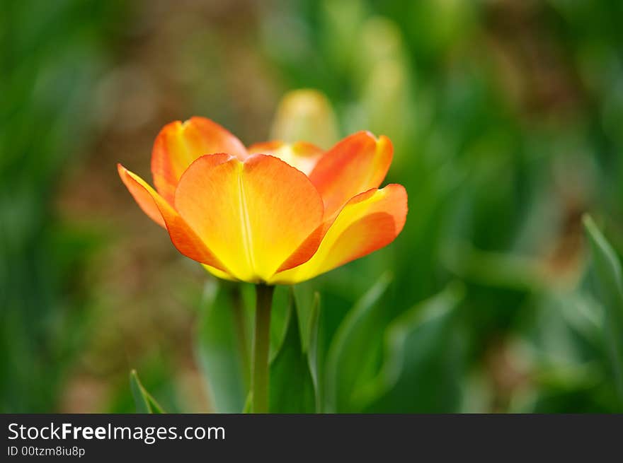 Isolated orange tulip bloom in the green background