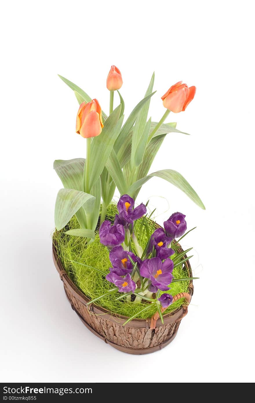 Violet crocuses and orange tulips