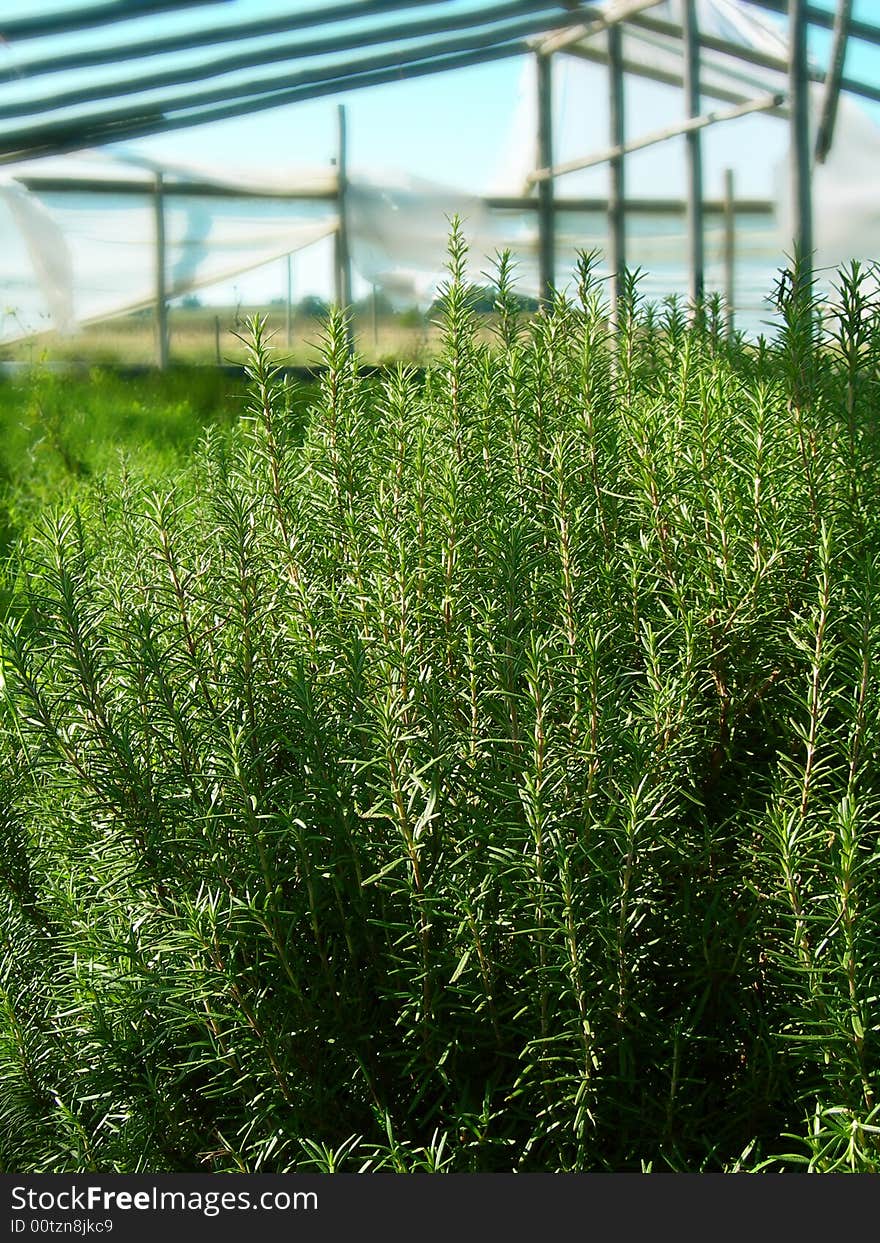 Natural herbs in a greenhouse