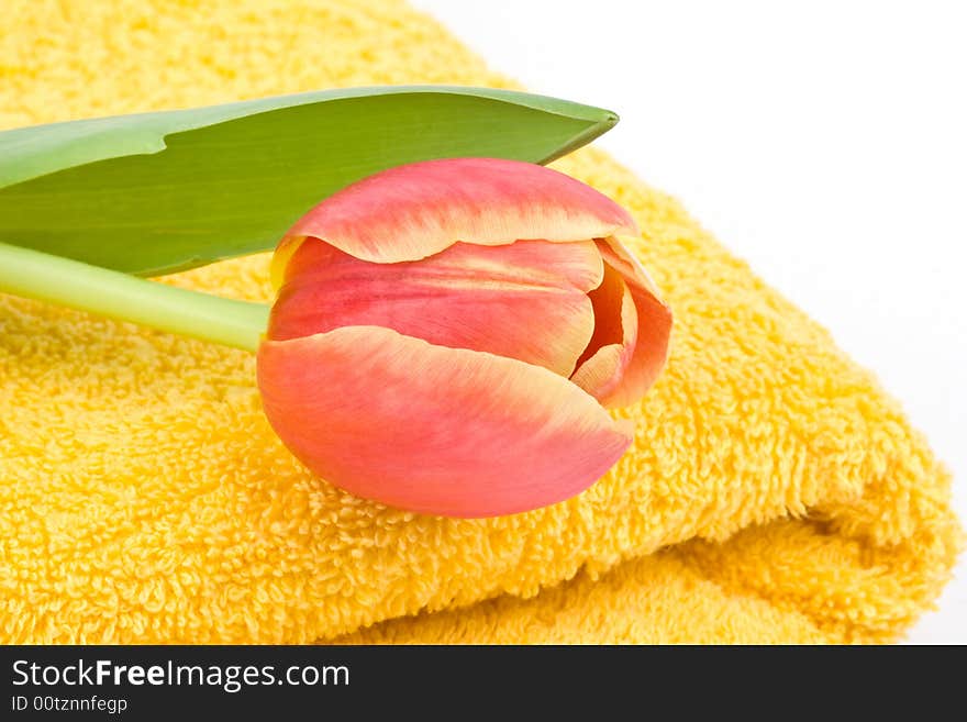 Yellow towel and tulip