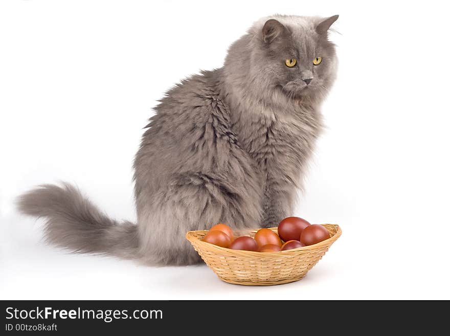 Gray Cat and easter eggs in a basket