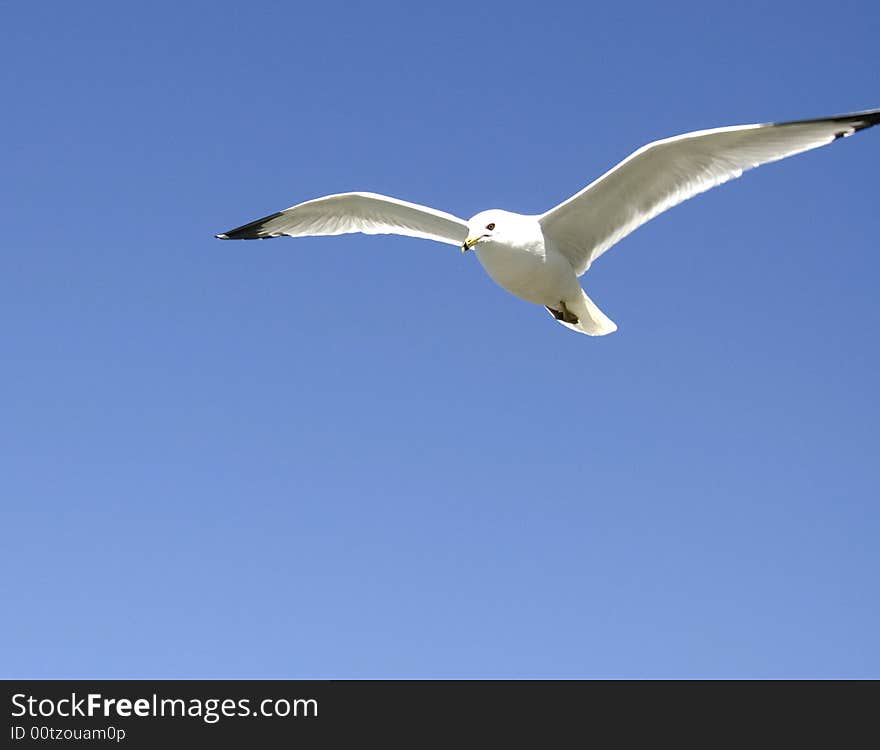 Lonesome Gull