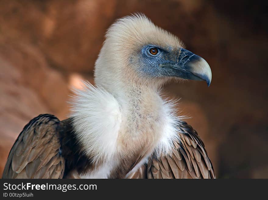 A Vulture is against a background of brown rock. A Vulture is against a background of brown rock