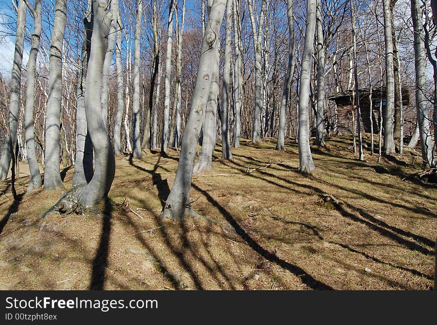 A wood with trees and their shadows