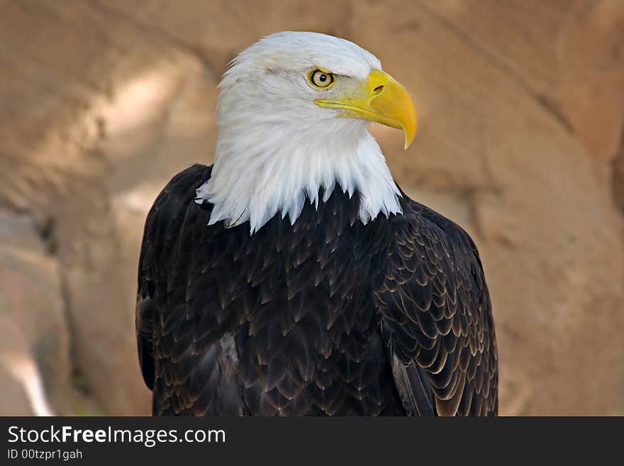 White-haired sea-eagle