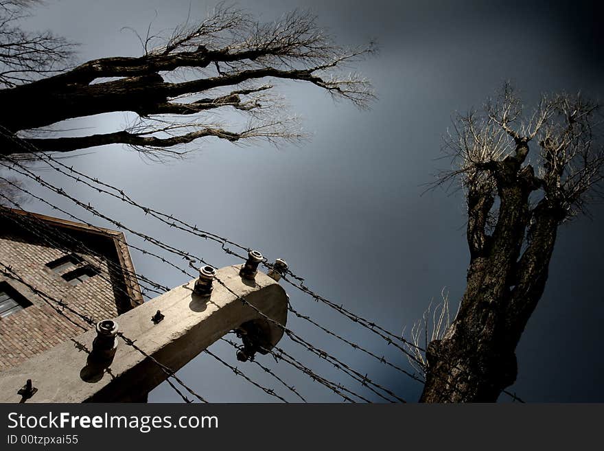 Barbed Wire And Big Trees