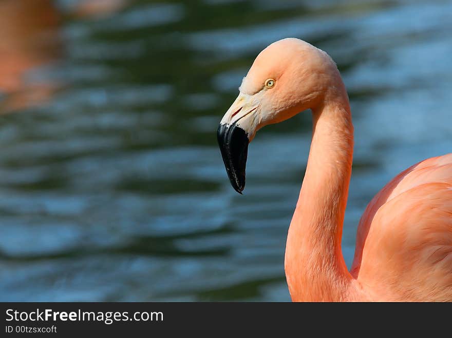 Beautiful pink flamingo in water