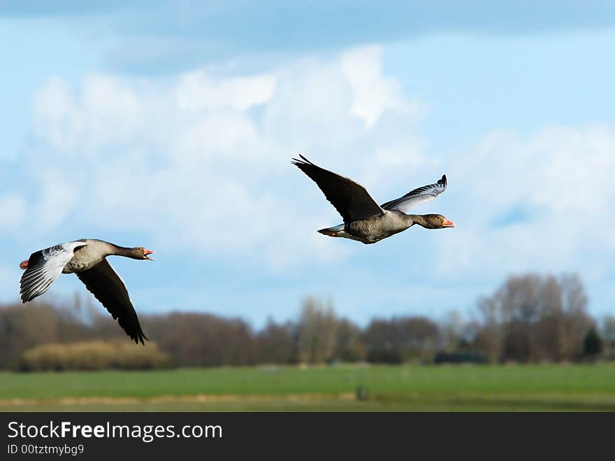 Geese in flight