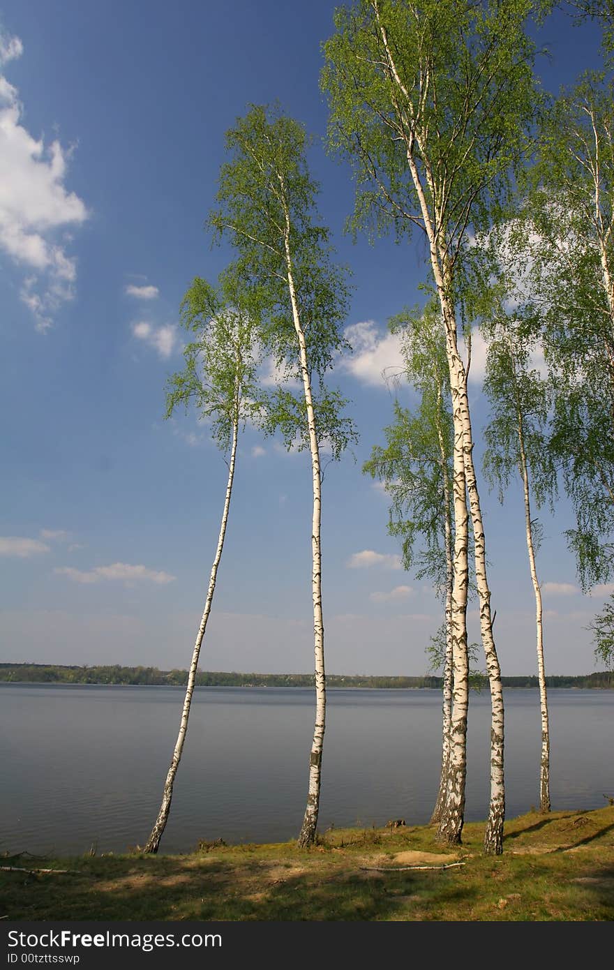 Birches next to the lake