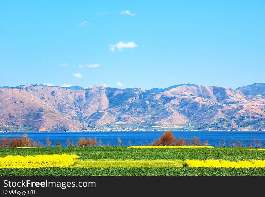 The rape is spent on Erhai Lake lakeside