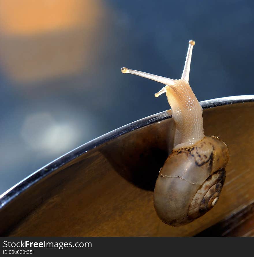 Snail creeps on surfaces, close up